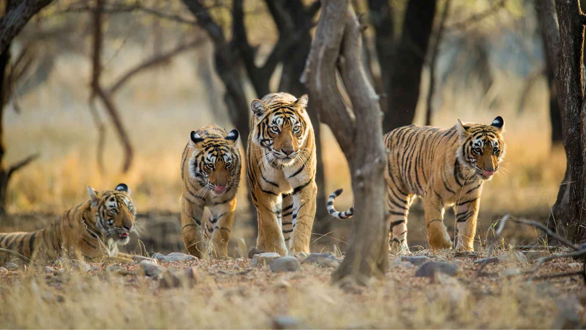 Golden Triangle with Ranthambore